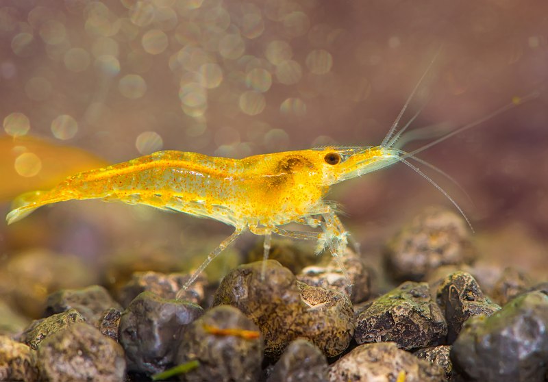 Креветка неокаридина оранжевый огонь