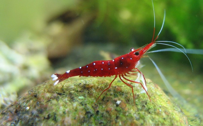 Креветка Мандаринка Caridina lanceolata