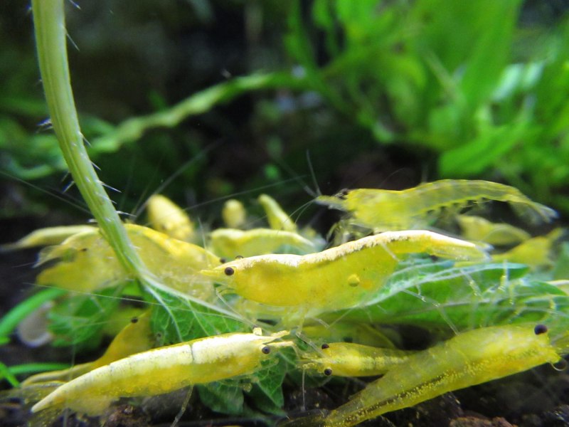 Неокаридина желтая неоновая