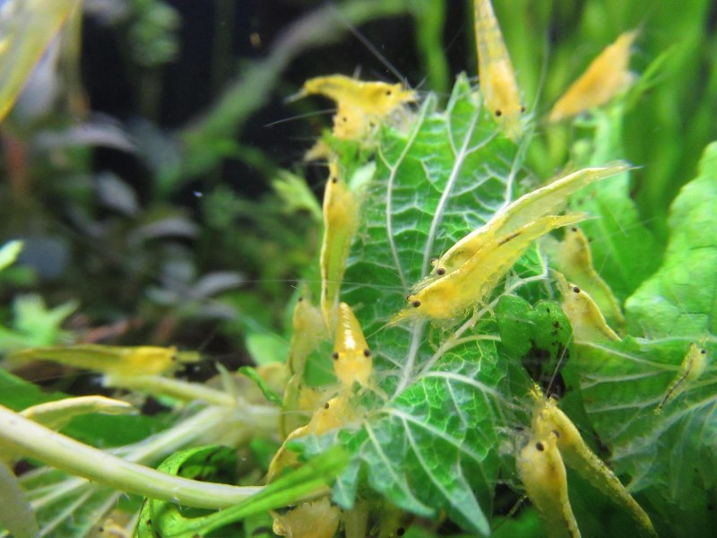 Жёлтые креветки разведение