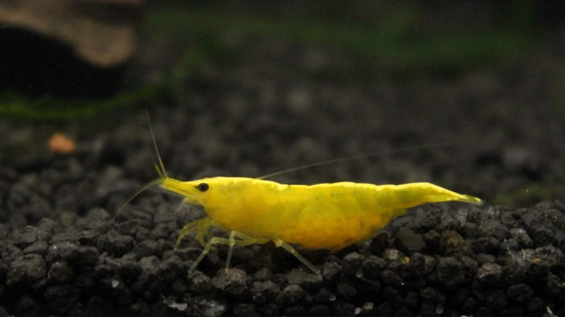 Креветка желтый неон