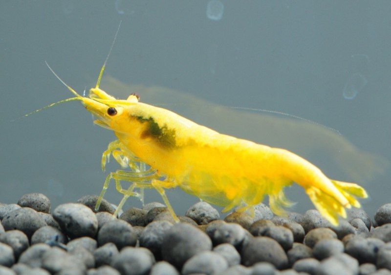Жёлтая креветка неокаридина
