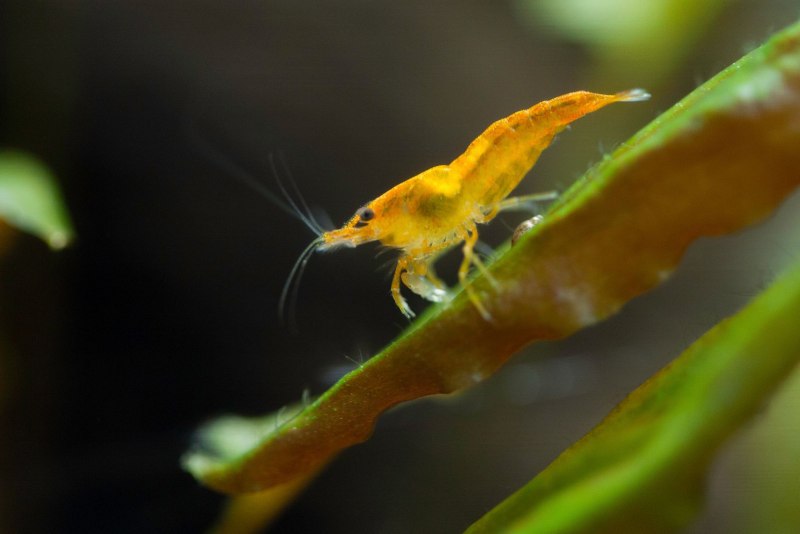 Оранжевая креветка неокаридина