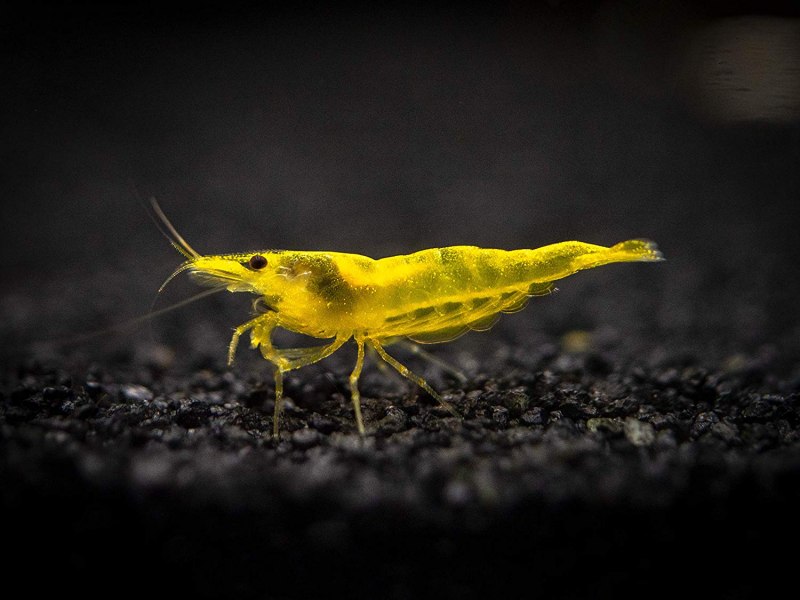 Жёлтая креветка неокаридина