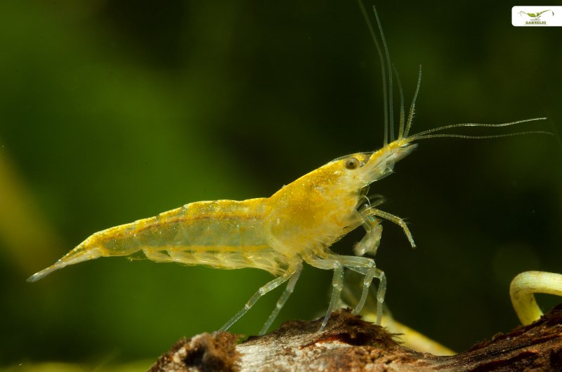 Неокаридина желтый неон