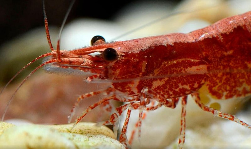 Неокаридина красный огонь