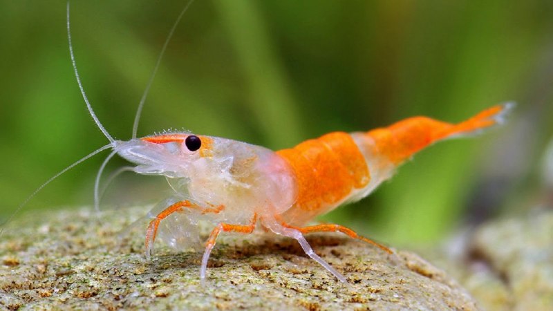 Морские обитатели креветка