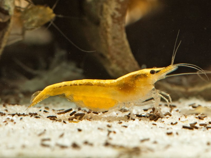 Жёлтая креветка неокаридина