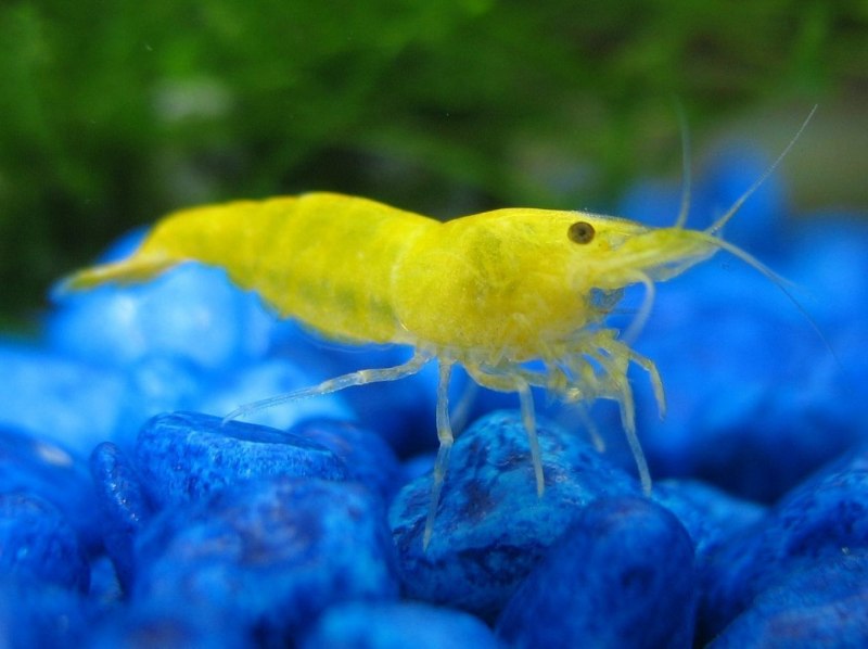 Креветки аквариумные Пресноводные