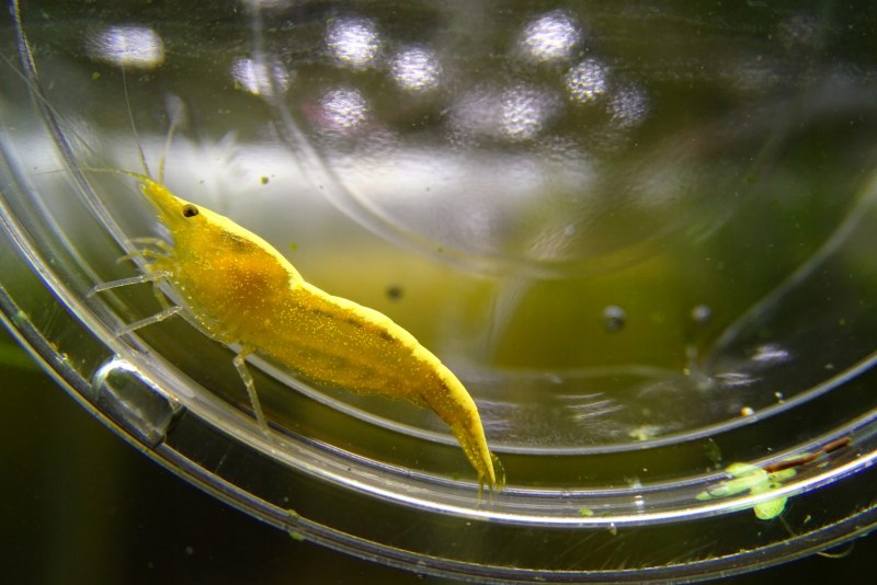 Корм для желтых креветок