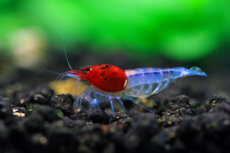 Креветка Caridina