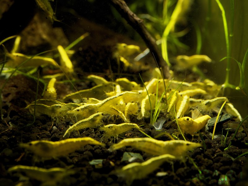 Аквариумные креветки желтый неон