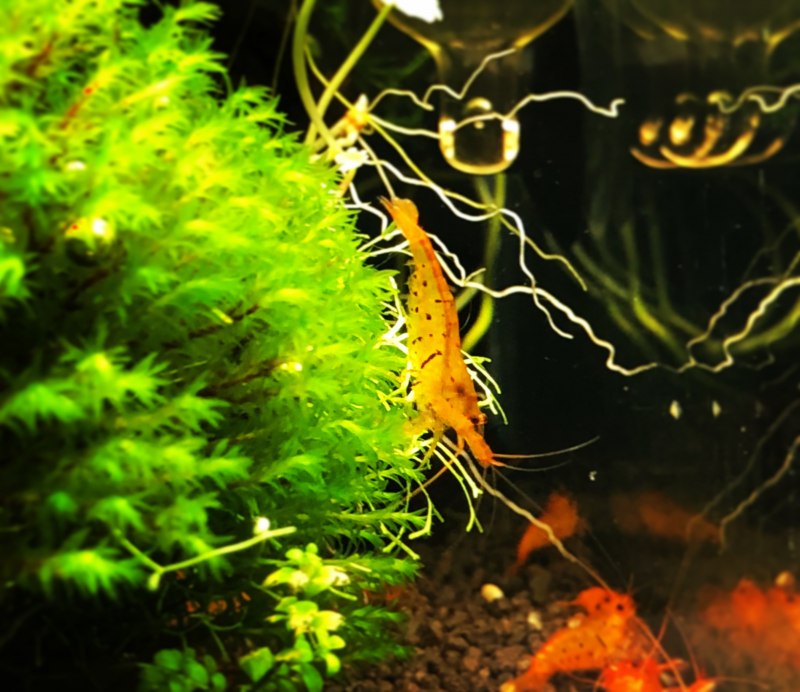 Каридина желтый тигр