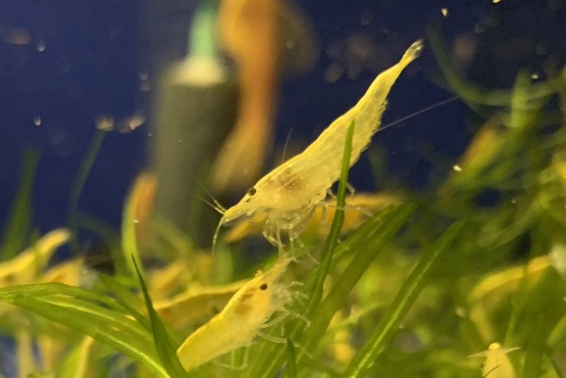 Неокардина креветка жёлтый огонь