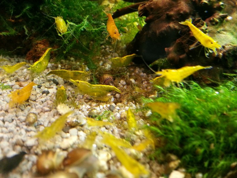 Желтый Кристалл креветка