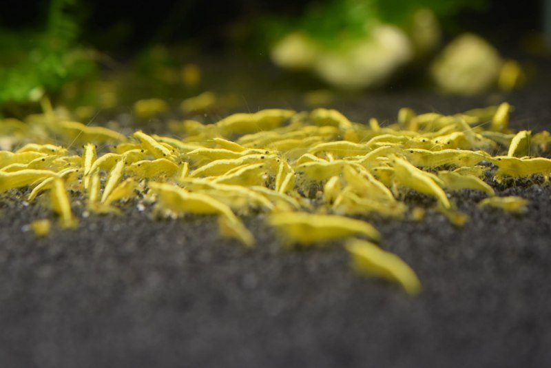 Креветка желтый неон