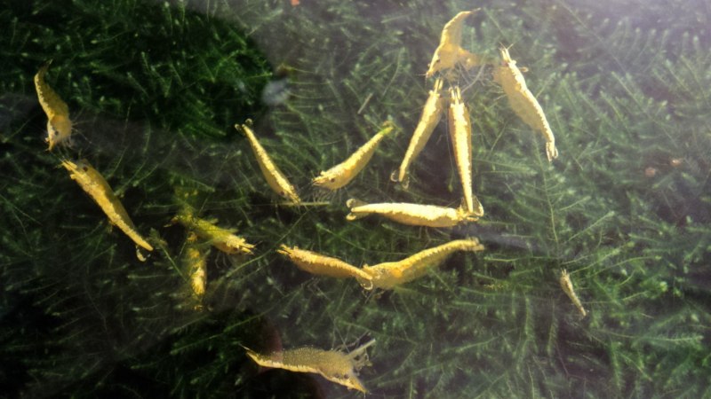 Креветка желтый неон