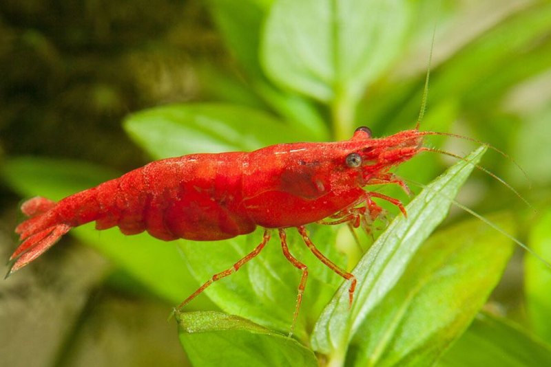 Neocaridina heteropoda