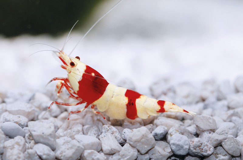 Каспийские креветки