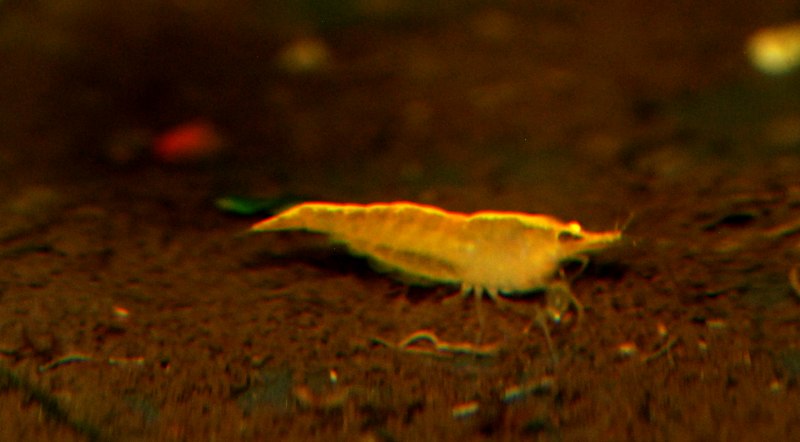 Neocaridina heteropoda var. "Yellow Neon"