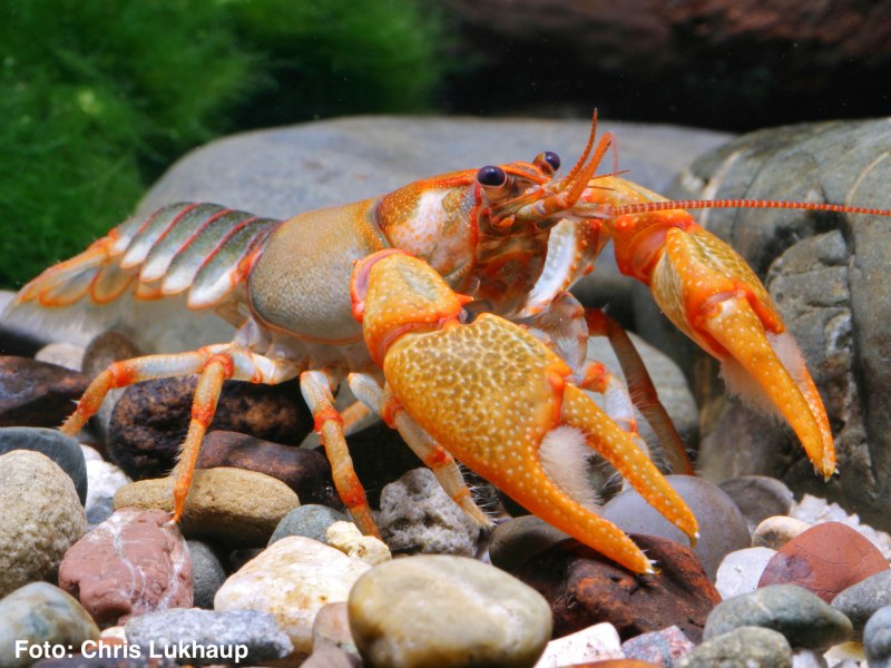 Лобстер аквариумный