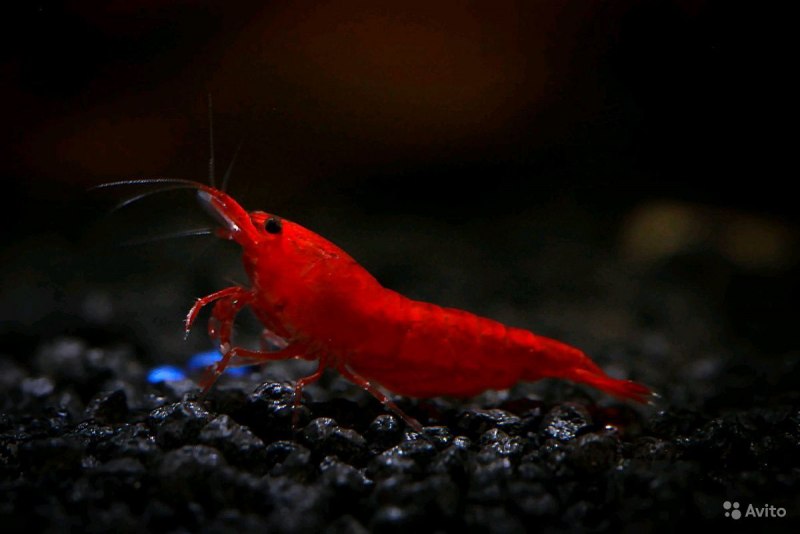 Креветка Мэри неокаридина