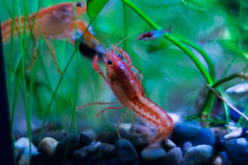 Креветочник рыба