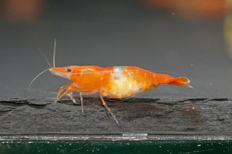 Креветка рили карбон