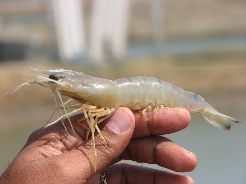 Креветка желтощекая
