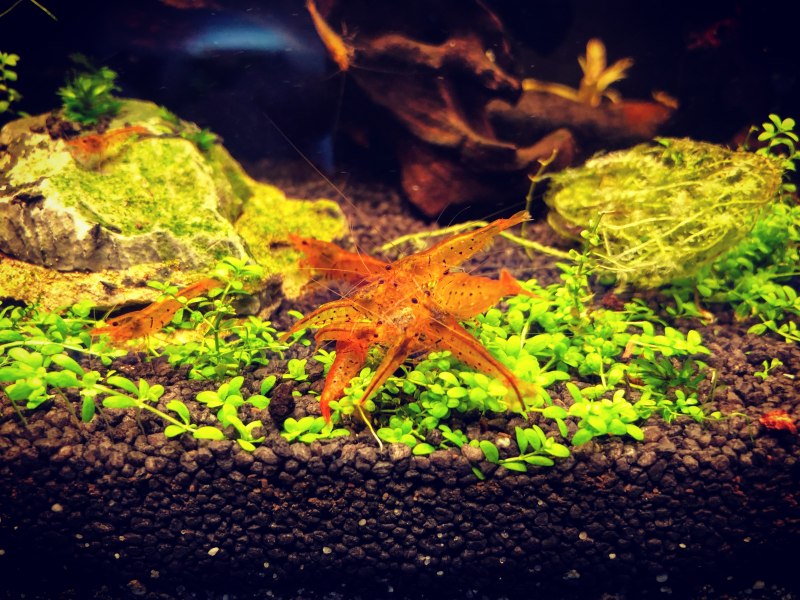 Аквариумная креветка желтый тигр