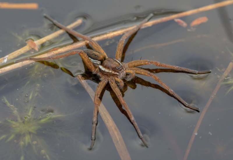 Dolomedes aquaticus паук