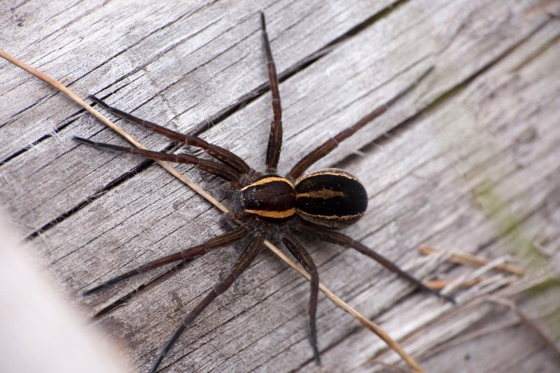 Dolomedes fimbriatus паук