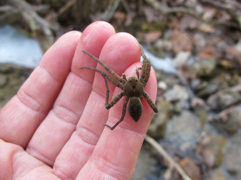 Паук доломед с детенышами на воде