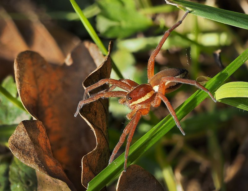 Dolomedes fimbriatus паук