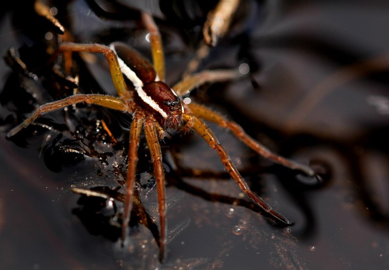 Паучий остров мокко