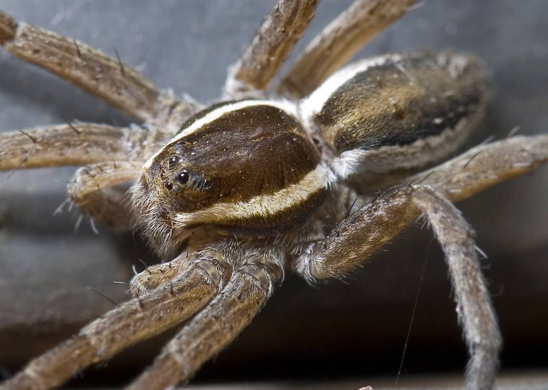 Dolomedes fimbriatus паук