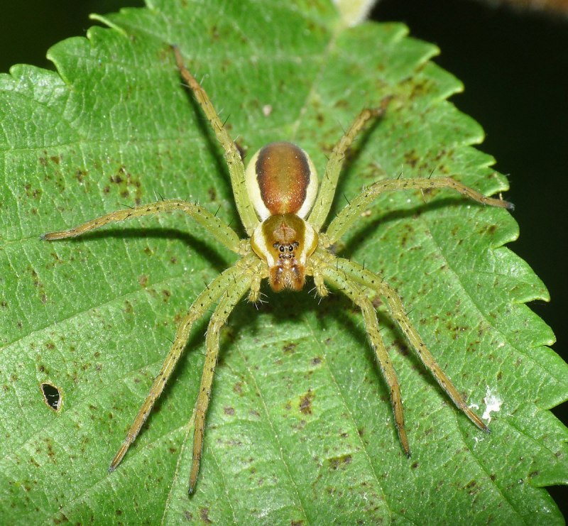 Паук-охотник Dolomedes plantarius