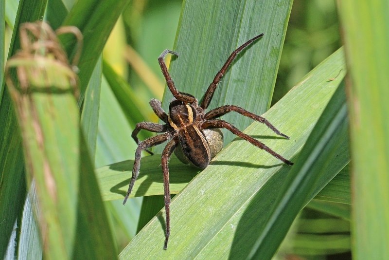 Dolomedes fimbriatus паук