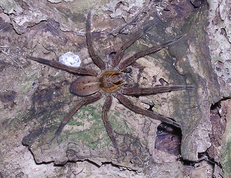 Южнорусский паук волк