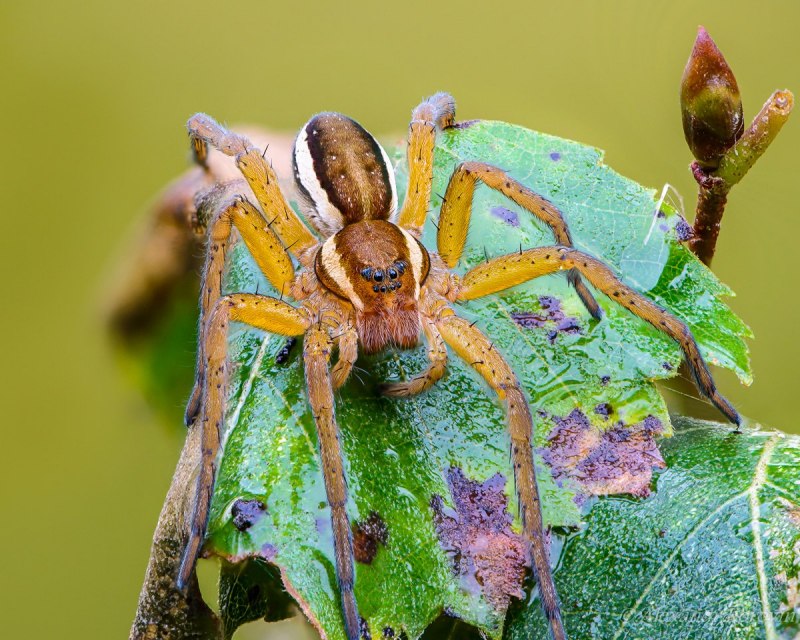 Паук охотник каёмчатый