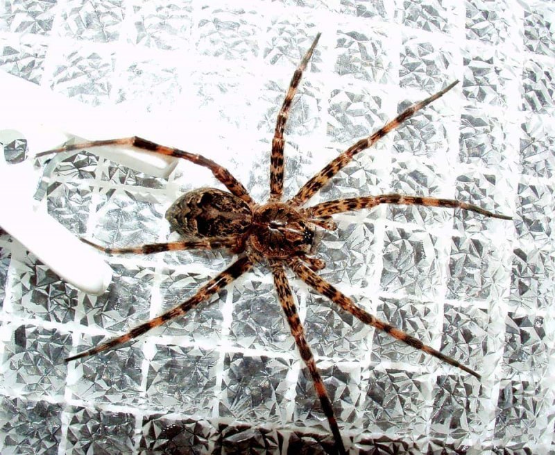 Паук-рыболов паук доломедес рыболов