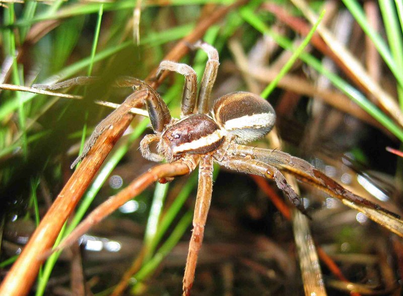 Паук доломедес фимбриатус
