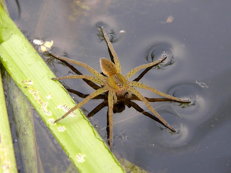 Паук-рыболов паук доломедес рыболов