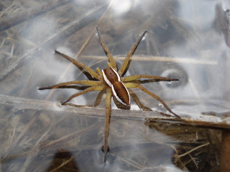 Dolomedes fimbriatus - охотник каёмчатый