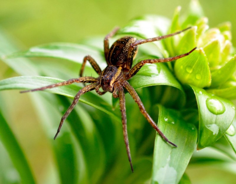 Dolomedes aquaticus паук