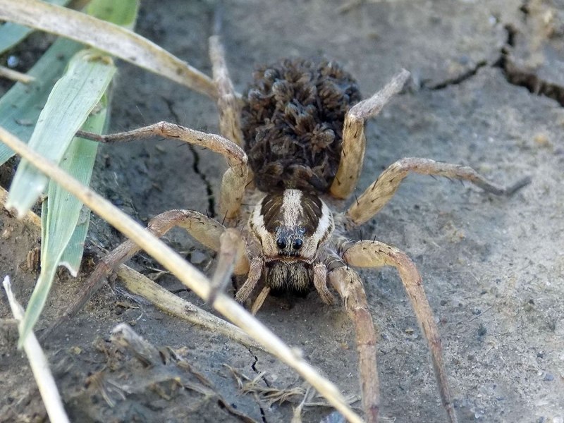 Паучата паука волка