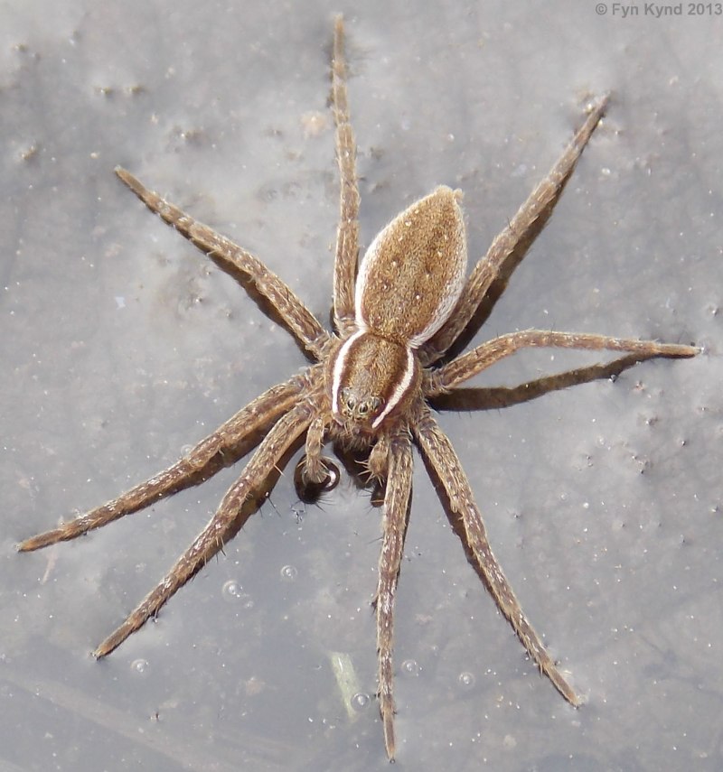 Паук Dolomedes fimbriatus (Pisauridae)