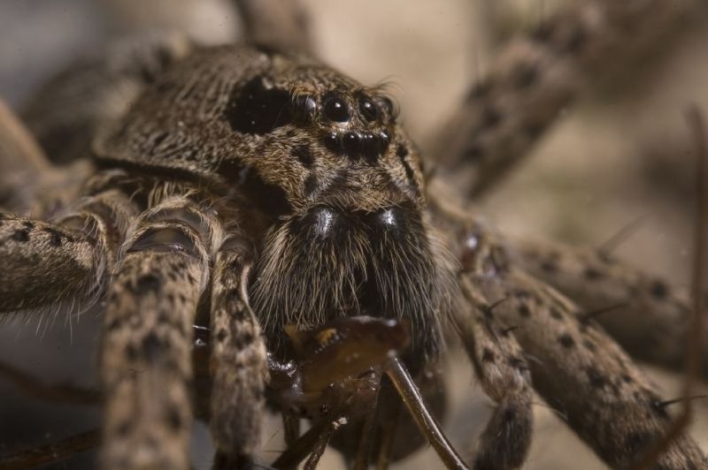 Dolomedes aquaticus паук