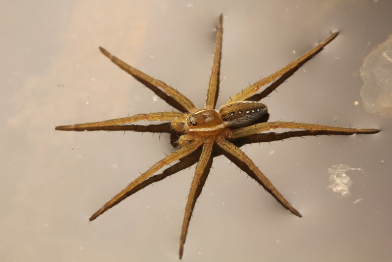 Доломедес бахромчатый