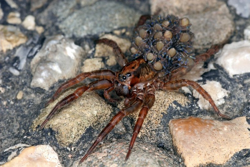 Dolomedes aquaticus паук